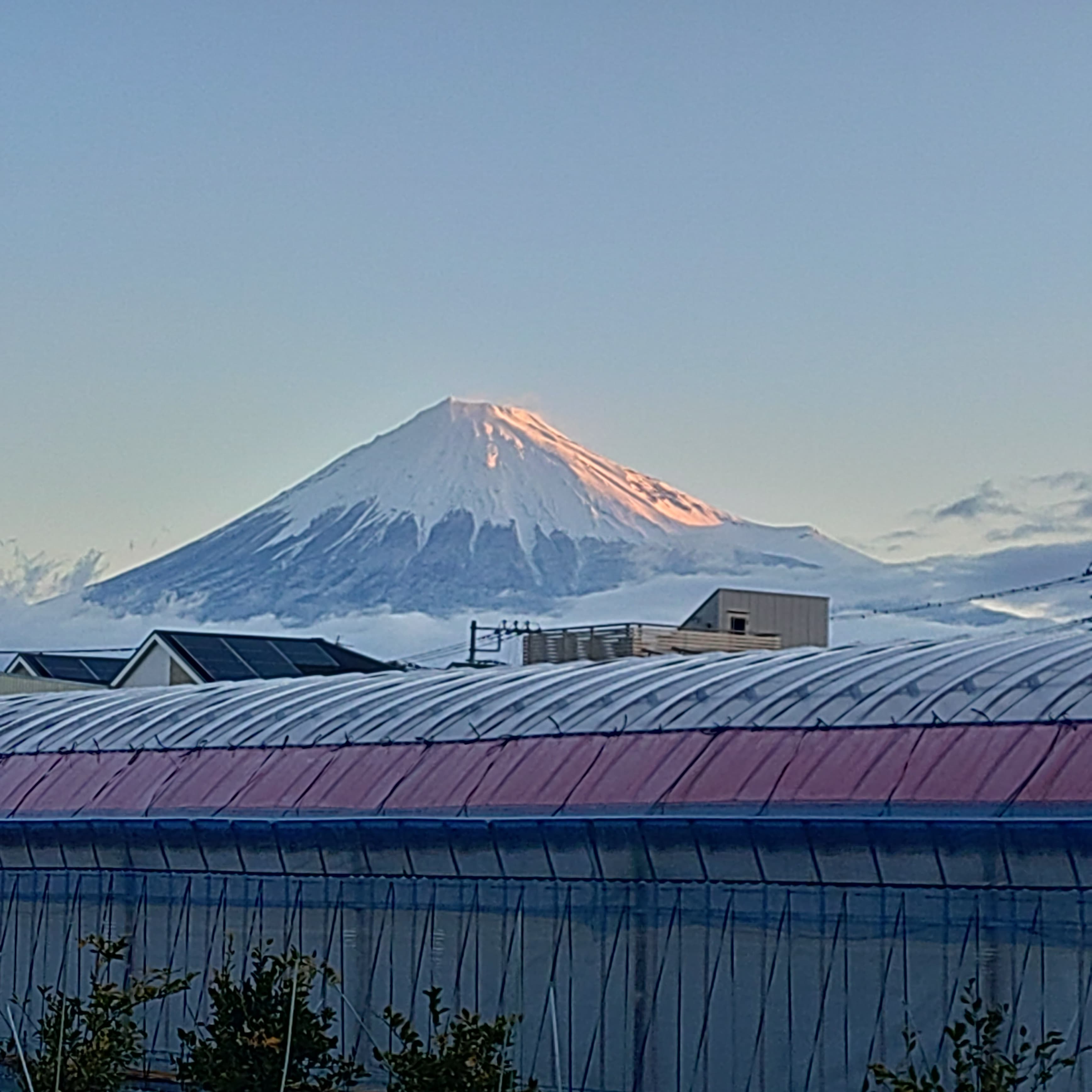 宮崎農園の圃場